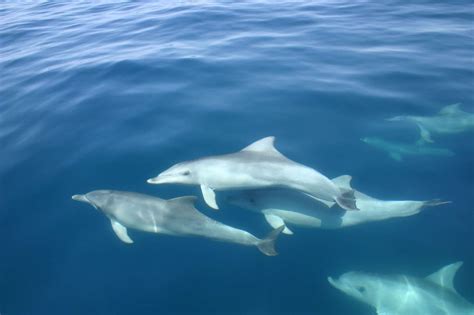 Dolphin Conservation: Protecting these Magnificent Creatures