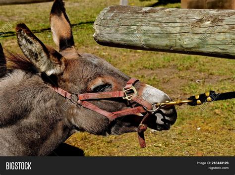 Dream Interpretation: Escaping from a Stubborn Donkey