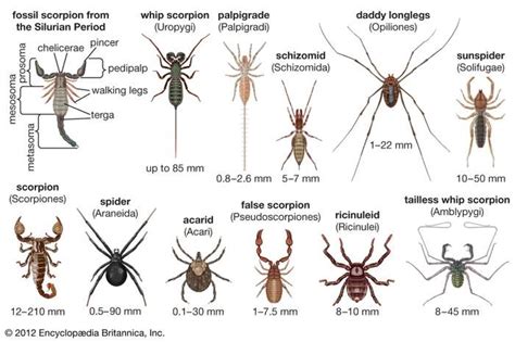 Dreaming about Numerous Tiny Arachnids: What Does It Signify?