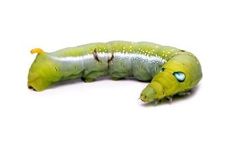 Dreaming of Caterpillars: Unraveling the Hidden Messages