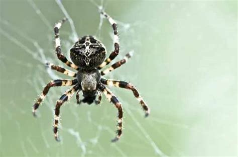 Dreaming of Eliminating a Spider: Engaging in a Symbolic Battle against Inner Demons