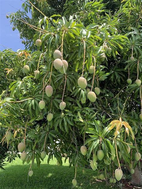 Dreaming of Mango Tree: Growth and Abundance