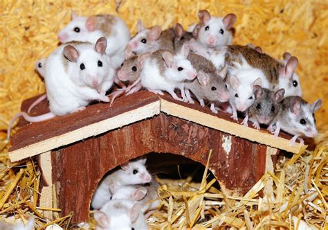 Dreaming of Rodents: Decoding the Hidden Messages