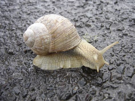 Dreaming of Snails: Unlocking the Enigmatic Significance