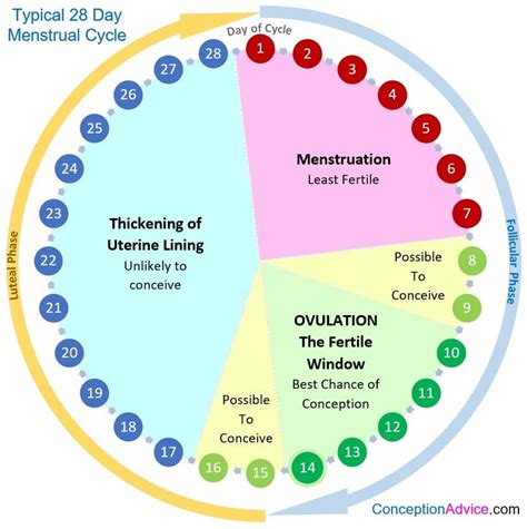 Dreaming of Your Menstrual Cycle: What Does It Symbolize?