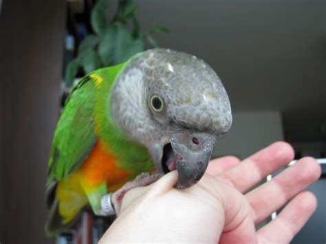 Dreams Of Parrot Biting: What Do They Signify?