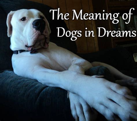 Dreams about My Dog Being Taken: Understanding the Symbolism