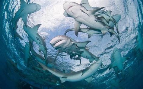 Dreams and Reality: Exploring the connection between shark dreams and real-life experiences