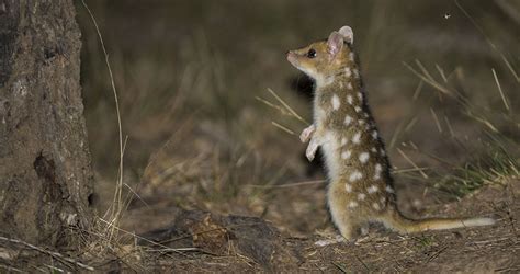 Early Life and Background of Wild Canerra