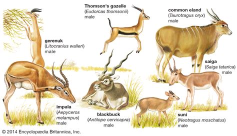 Early Life and Background of the Antelope