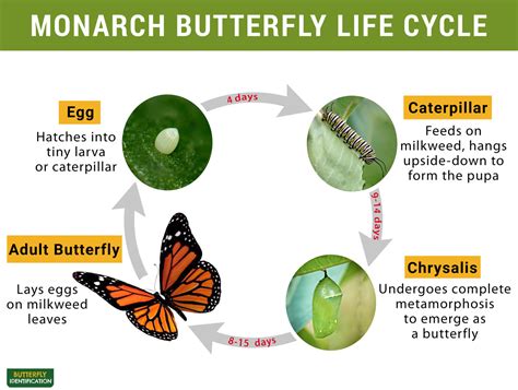 Early Life and Education of Sweet Butterfly