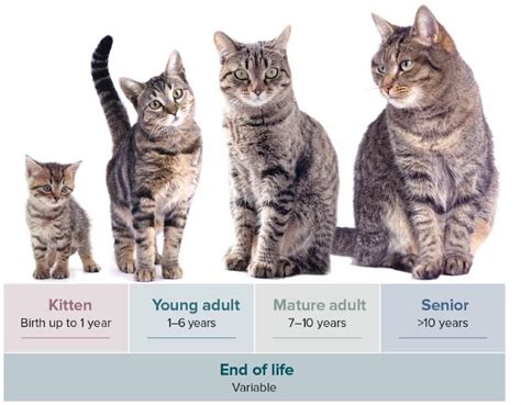 Early Years and Childhood of the Feline Sensation