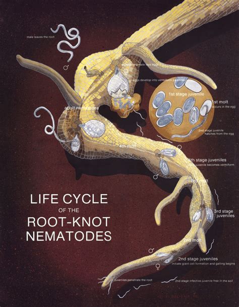 Early life and roots