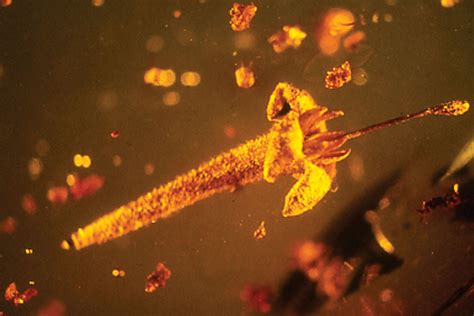 Early upbringing and origins of Amber Flowers