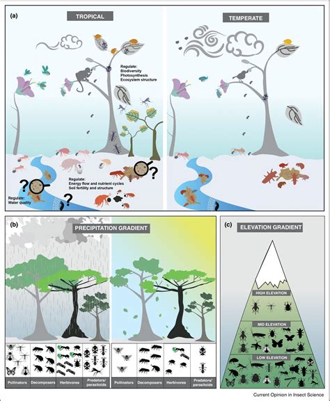 Ecological Importance of Bioluminescent Insects in Ecosystems