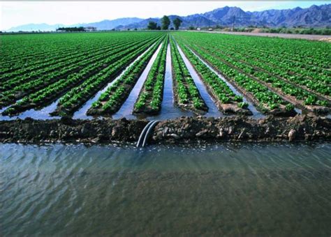 Efficient Irrigation Strategies for a Desert-style Oasis