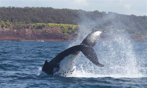 Embark on a Spectacular Expedition to Witness the Majestic Tails of Whales in Action