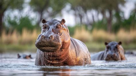 Embark on an Untamed Journey: Swimming beside Majestic Hippos