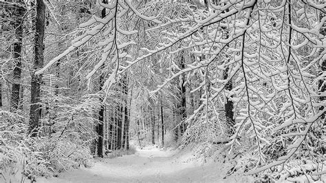 Embracing the Aesthetics: Exploring Wintry Paths