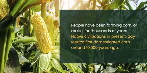 Embracing the History and Tradition of Corn Farming