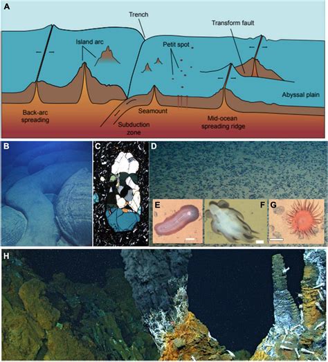 Embracing the Soothing Impact of Abyssal Oceans