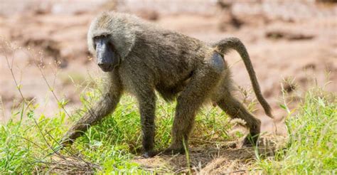 Embracing the Wild: Harnessing the Energy of Baboon Dream Experiences