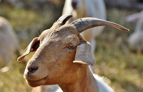 Enhancing Environmental Awareness: Goats as Eco-Friendly Landscapers