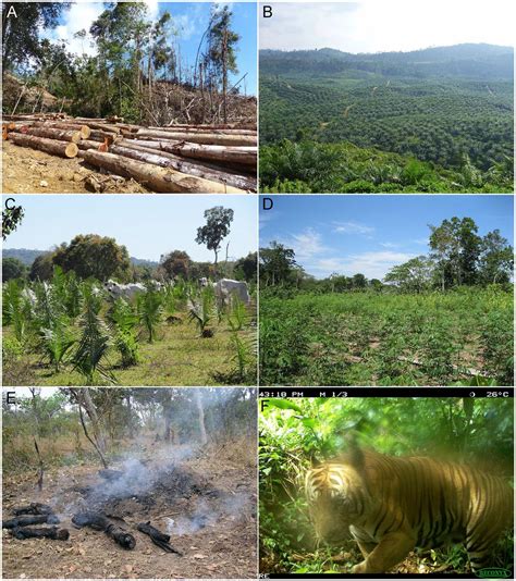 Environmental Consequences: Loss of Biodiversity and Habitat Destruction