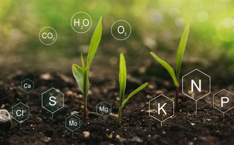 Essential Nutrient Management for Maximizing Peanut Crop Yield