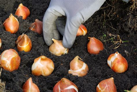 Essential Steps for Starting Your Tulip Bulb Planting Journey