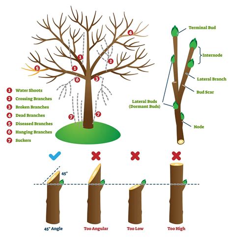 Essential Tools and Techniques for Proper Trimming