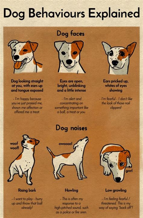 Evaluating the traits and temperaments of different breeds