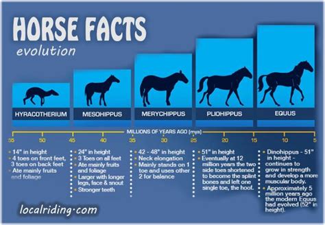 Evolution of Horses' Roles in Modern Society: From Partners in Labor to Beloved Companions