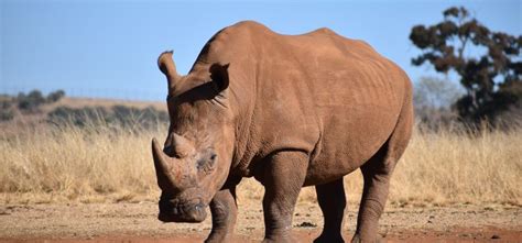 Examining the Challenges Confronting Rhino Populations