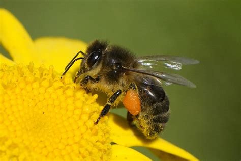 Examining the Cultural Importance of Bees and Their Connection to Dreams