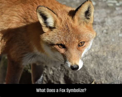 Examining the Fox as a Symbol of Craftiness and Duplicity