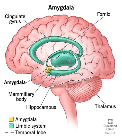 Examining the Role of the Amygdala in Eliciting Emotions of Security and Safety