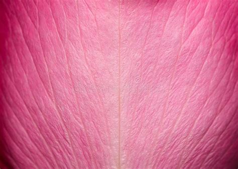 Examining the Texture and Condition of Rose Petals in Dreams