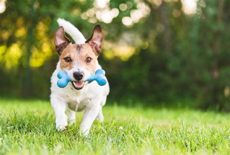 Exciting Aquatic Activities for Canine Companions: From Pier Plunging to Interactive Fetch Games