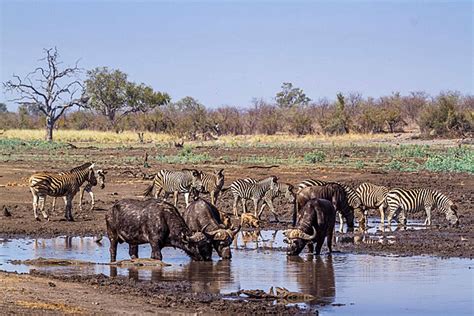 Experience thrilling wildlife encounters in Africa's iconic reserves