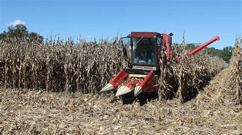 Experiencing the Excitement and Trials of Corn Harvest: A Journey Through the Fields