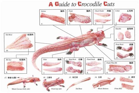 Expert Insights for Selecting and Preparing the Finest Cuts of Crocodile Meat