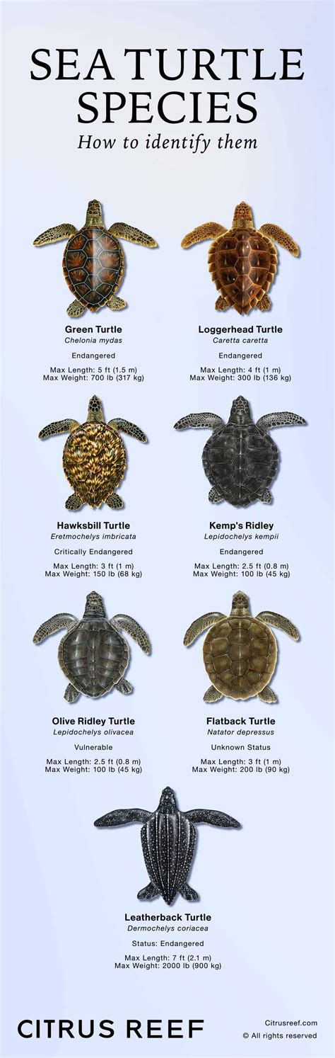 Explore Various Turtle Species and Discover Your Ideal Companion