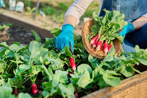 Explore the Delight of Harvesting Your Own Fresh Produce