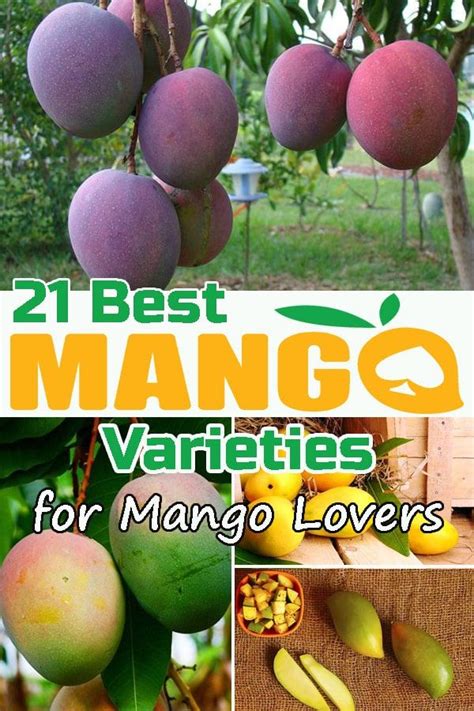 Explore the Diverse Assortment of Mango Varieties