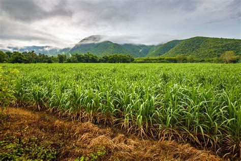 Explore the Enchanting Landscape of a Sugarcane Plantation