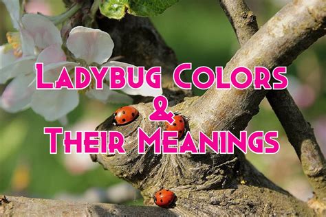 Exploring Common Dreams featuring Multiple Ladybugs and Their Meanings