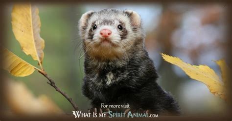 Exploring Common Themes and Symbolism in Dreams with Ferrets