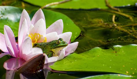 Exploring Cultural Perspectives: Symbolic Significance of Frog Jumping across the Globe