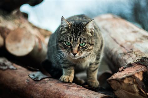 Exploring Cultural and Superstitious Beliefs Surrounding Feline Encounters in Bathrooms